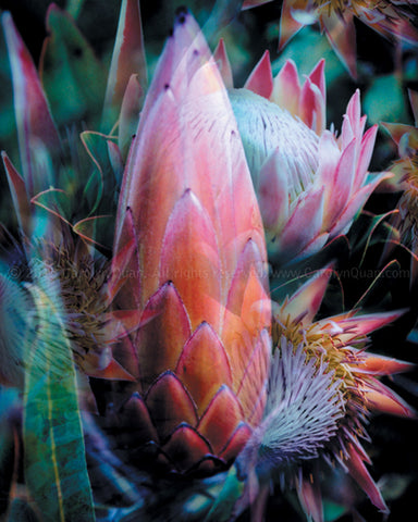 "Protea In Paradise" Limited Edition Archival Print on Aluminum