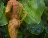 "Allure" Limited Edition Archival Print on Aluminum